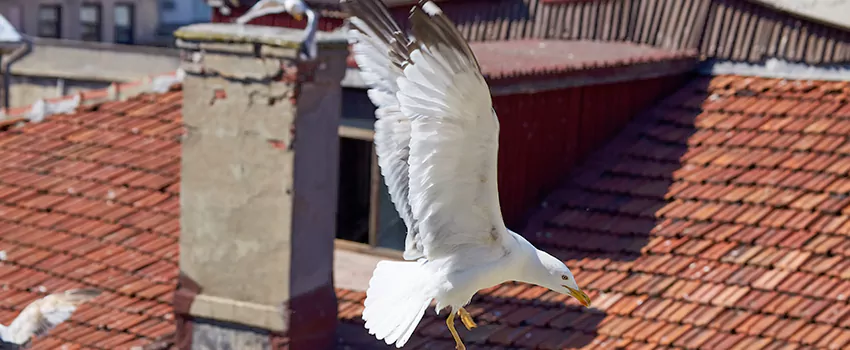 Residential Chimney Animal Removal Solution in Catonsville, MD