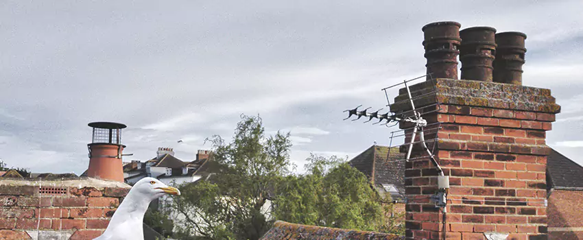 Chimney Cleaning And Restoration in Catonsville, Maryland
